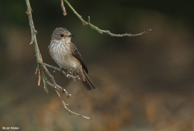    Spotted Flycatcher Muscicapa striata                           , 2010.: 